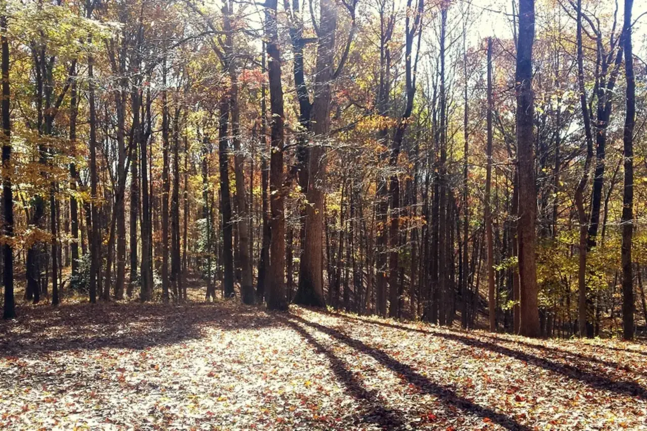 Flooring in Derwood, MD