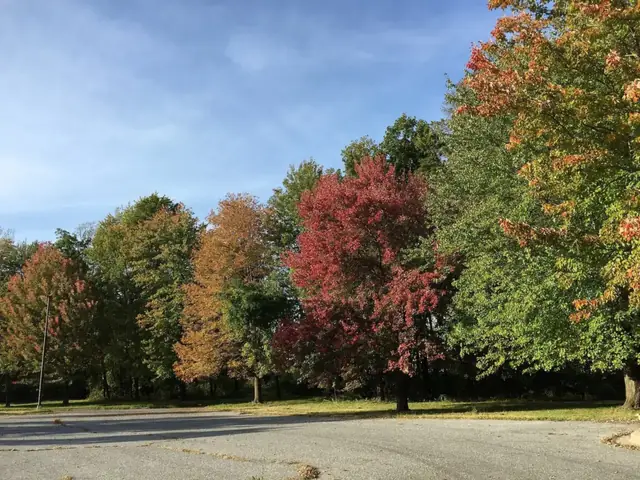 Flooring in Olney, MD